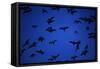 Mexican Freetail Bats near Bracken Cave-W. Perry Conway-Framed Stretched Canvas