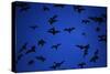 Mexican Freetail Bats near Bracken Cave-W. Perry Conway-Stretched Canvas