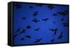 Mexican Freetail Bats near Bracken Cave-W. Perry Conway-Framed Stretched Canvas