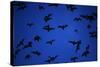 Mexican Freetail Bats near Bracken Cave-W. Perry Conway-Stretched Canvas