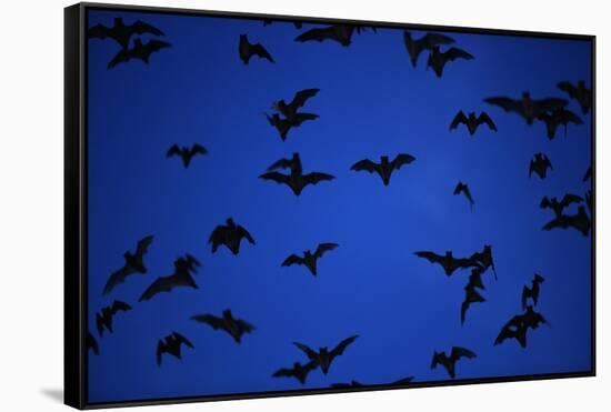 Mexican Freetail Bats near Bracken Cave-W. Perry Conway-Framed Stretched Canvas