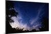 Mexican Freetail Bats near Bracken Cave-W. Perry Conway-Mounted Photographic Print