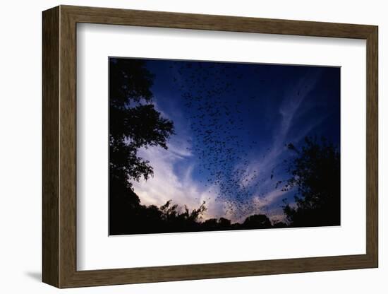 Mexican Freetail Bats near Bracken Cave-W. Perry Conway-Framed Photographic Print