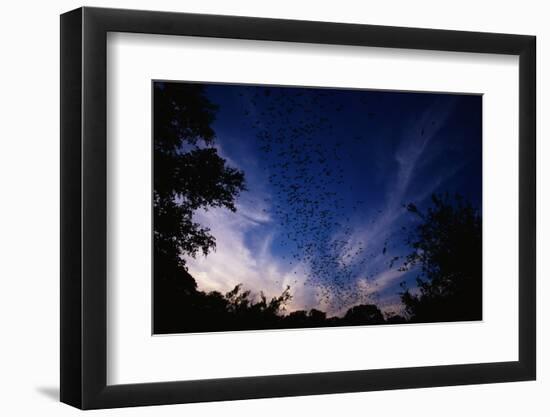 Mexican Freetail Bats near Bracken Cave-W. Perry Conway-Framed Photographic Print