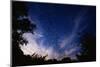 Mexican Freetail Bats near Bracken Cave-W. Perry Conway-Mounted Photographic Print