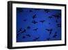 Mexican Freetail Bats near Bracken Cave-W. Perry Conway-Framed Photographic Print