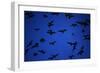 Mexican Freetail Bats near Bracken Cave-W. Perry Conway-Framed Photographic Print