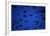 Mexican Freetail Bats near Bracken Cave-W. Perry Conway-Framed Photographic Print