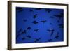 Mexican Freetail Bats near Bracken Cave-W. Perry Conway-Framed Photographic Print