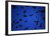 Mexican Freetail Bats near Bracken Cave-W. Perry Conway-Framed Photographic Print