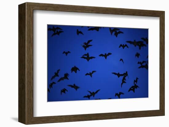 Mexican Freetail Bats near Bracken Cave-W. Perry Conway-Framed Photographic Print