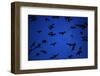 Mexican Freetail Bats near Bracken Cave-W. Perry Conway-Framed Photographic Print