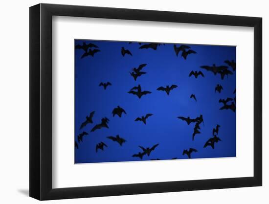 Mexican Freetail Bats near Bracken Cave-W. Perry Conway-Framed Photographic Print