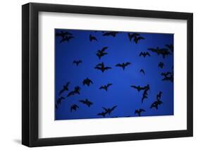 Mexican Freetail Bats near Bracken Cave-W. Perry Conway-Framed Photographic Print