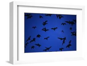 Mexican Freetail Bats near Bracken Cave-W. Perry Conway-Framed Photographic Print