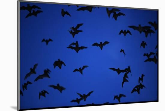 Mexican Freetail Bats near Bracken Cave-W. Perry Conway-Mounted Photographic Print