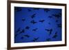 Mexican Freetail Bats near Bracken Cave-W. Perry Conway-Framed Photographic Print