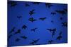 Mexican Freetail Bats near Bracken Cave-W. Perry Conway-Mounted Photographic Print