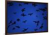 Mexican Freetail Bats near Bracken Cave-W. Perry Conway-Framed Photographic Print