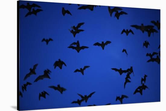 Mexican Freetail Bats near Bracken Cave-W. Perry Conway-Stretched Canvas