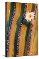 Mexican giant cardon cactus in flower, Mexico-Claudio Contreras-Stretched Canvas