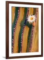 Mexican giant cardon cactus in flower, Mexico-Claudio Contreras-Framed Photographic Print