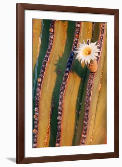 Mexican giant cardon cactus in flower, Mexico-Claudio Contreras-Framed Photographic Print
