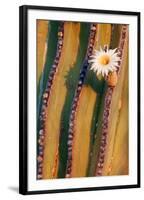 Mexican giant cardon cactus in flower, Mexico-Claudio Contreras-Framed Photographic Print