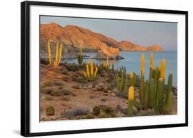 Mexican giant cardon cactus with Elephant Rock beyond, Mexico-Claudio Contreras-Framed Photographic Print