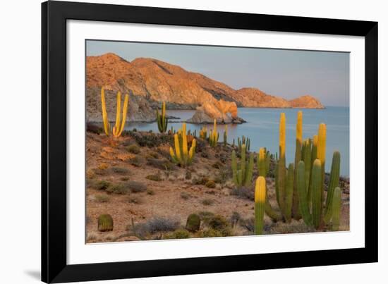 Mexican giant cardon cactus with Elephant Rock beyond, Mexico-Claudio Contreras-Framed Photographic Print