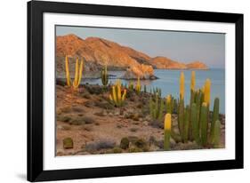 Mexican giant cardon cactus with Elephant Rock beyond, Mexico-Claudio Contreras-Framed Photographic Print