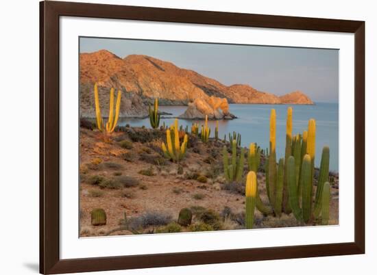 Mexican giant cardon cactus with Elephant Rock beyond, Mexico-Claudio Contreras-Framed Photographic Print