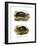 Mexican Giant Musk Turtle-null-Framed Giclee Print