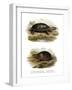 Mexican Giant Musk Turtle-null-Framed Giclee Print