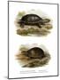 Mexican Giant Musk Turtle-null-Mounted Giclee Print