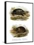 Mexican Giant Musk Turtle-null-Framed Stretched Canvas