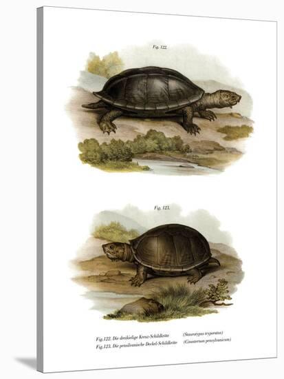 Mexican Giant Musk Turtle-null-Stretched Canvas