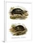 Mexican Giant Musk Turtle-null-Framed Giclee Print