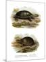 Mexican Giant Musk Turtle-null-Mounted Giclee Print