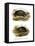 Mexican Giant Musk Turtle-null-Framed Stretched Canvas