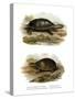 Mexican Giant Musk Turtle-null-Stretched Canvas