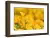 Mexican Gold Poppy flowering in spring, USA-Rolf Nussbaumer-Framed Photographic Print