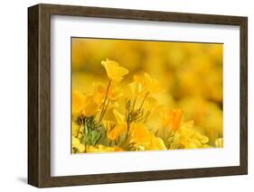 Mexican Gold Poppy flowering in spring, USA-Rolf Nussbaumer-Framed Photographic Print