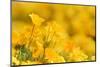 Mexican Gold Poppy flowering in spring, USA-Rolf Nussbaumer-Mounted Photographic Print