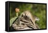 Mexican Ground squirrel climbing log-Larry Ditto-Framed Stretched Canvas