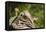 Mexican Ground squirrel climbing log-Larry Ditto-Framed Stretched Canvas