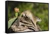 Mexican Ground squirrel climbing log-Larry Ditto-Framed Stretched Canvas