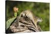 Mexican Ground squirrel climbing log-Larry Ditto-Stretched Canvas