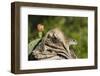 Mexican Ground squirrel climbing log-Larry Ditto-Framed Premium Photographic Print