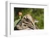 Mexican Ground squirrel climbing log-Larry Ditto-Framed Premium Photographic Print